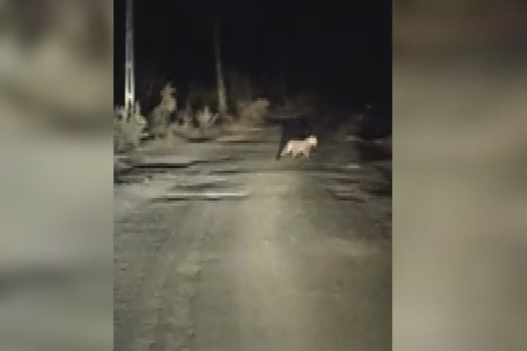 Leopard cub Seen in Mandvi : પીપરિયા ખજરોલી માર્ગ પર બાળ દીપડા નીકળ્યા લટાર મારવા નીકળ્યા