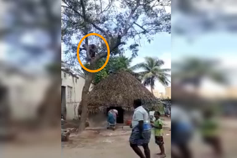 A youngster climb on the tree in the fear of Covid vaccine