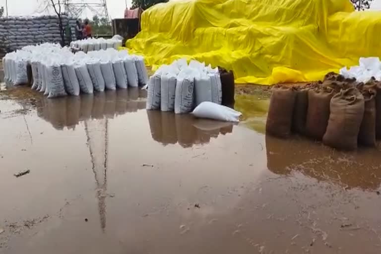 Paddy soaked at the procurement center in Janjgir Champa