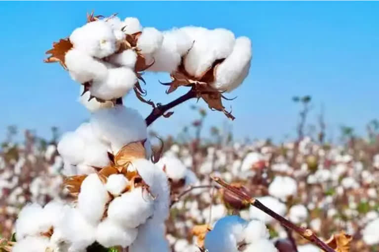 cotton record price