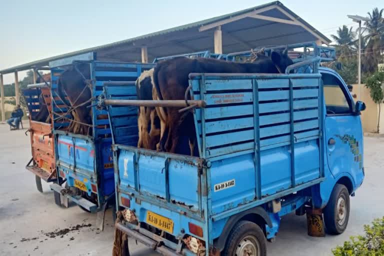 eleven cows rescued by chamarajanagara police