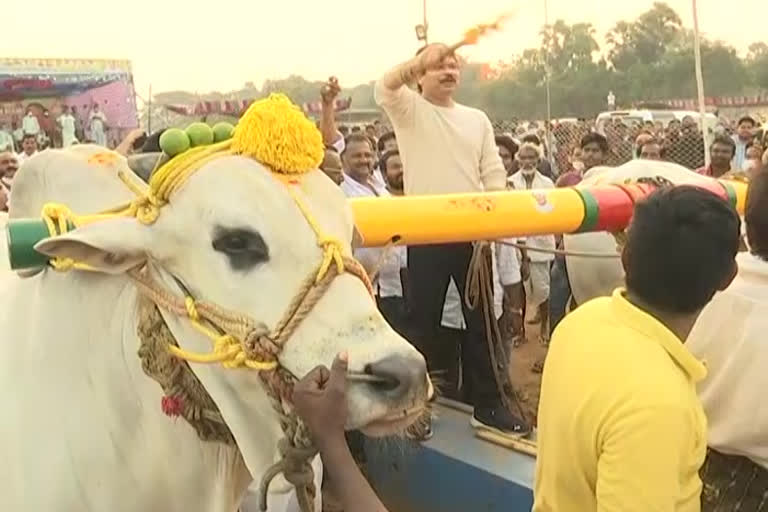 Boyapati on ongole bulls