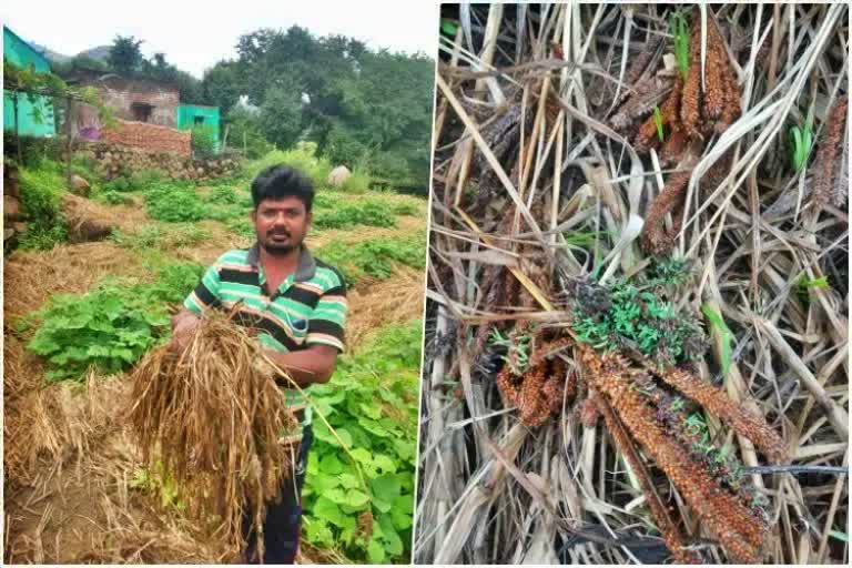 Chamarajanag farmers get crop relief money