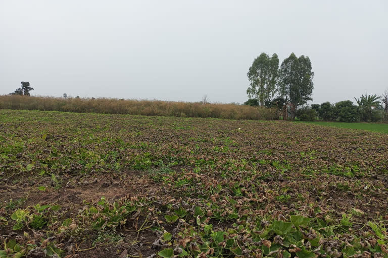 Relief in crops due to rain in Bhopal