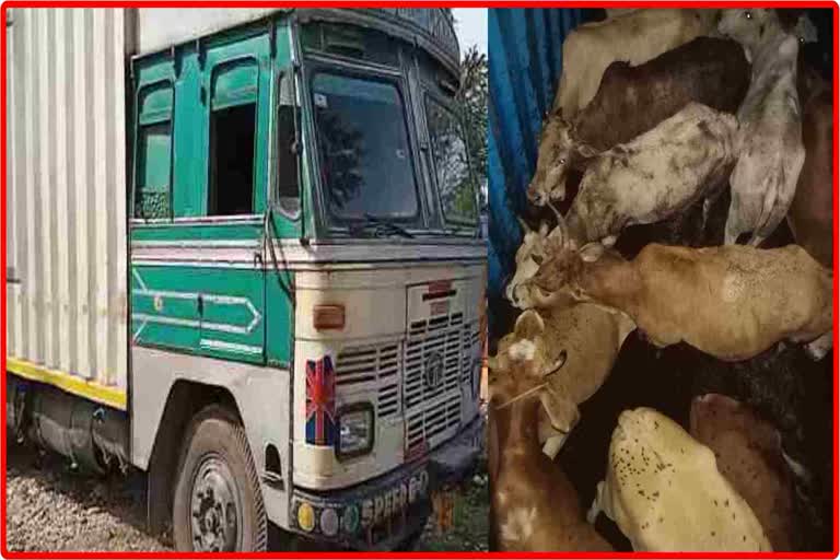 Truck Carrying Cows Seized in NH 37