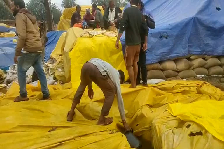 Paddy wasted in Bilaspur