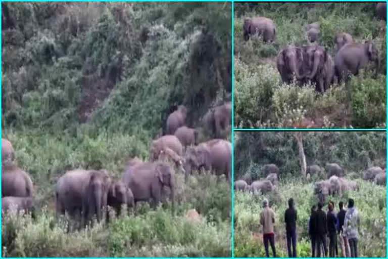 A herd of elephants enters the residential areas of Nagaon in Assam