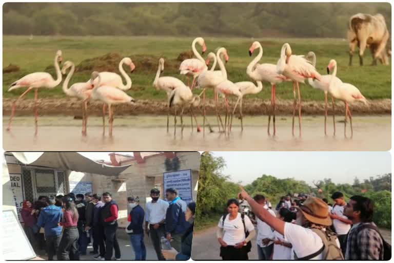 Crowd of tourists in Keoladeo national park