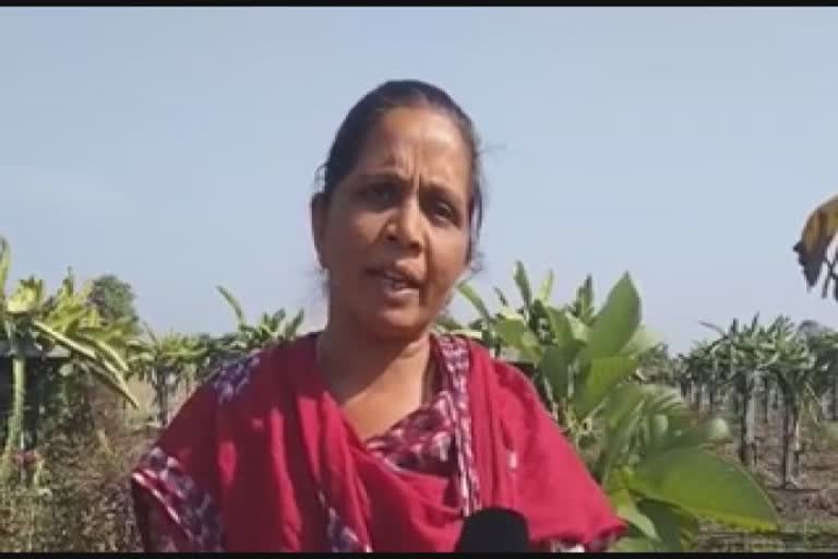 Dragon Fruit Farming In Gujarat: તાલાલાની આ મહિલા ઓર્ગેનિક ખેતી કરી કરે છે મબલક કમાણી, મહિલાઓ માટે બની પ્રેરણા