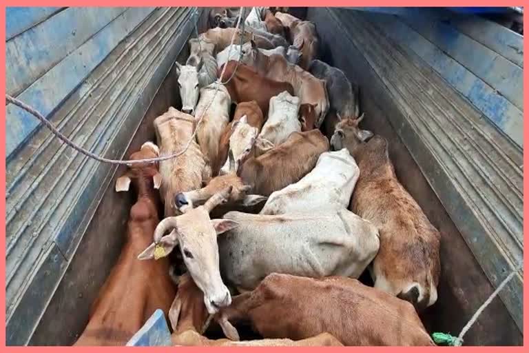 cattles-in-container-seized-in-assam