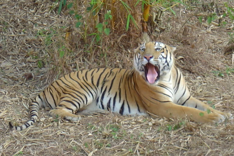 India Records 126 Tiger Deaths in 2021