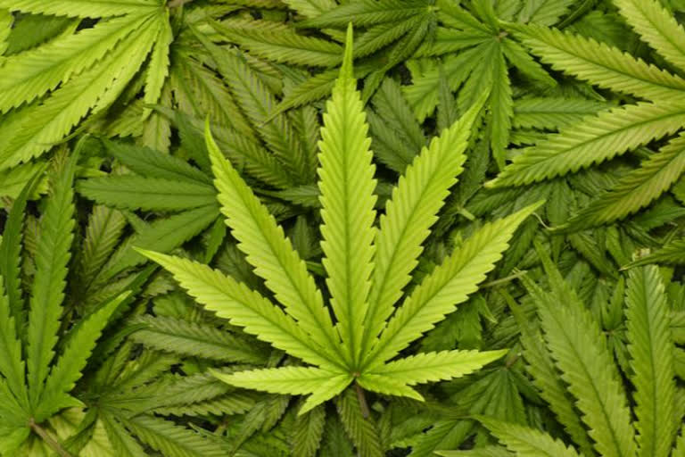 AP Special Enforcement Bureau seize 633 kg of cannabis per day