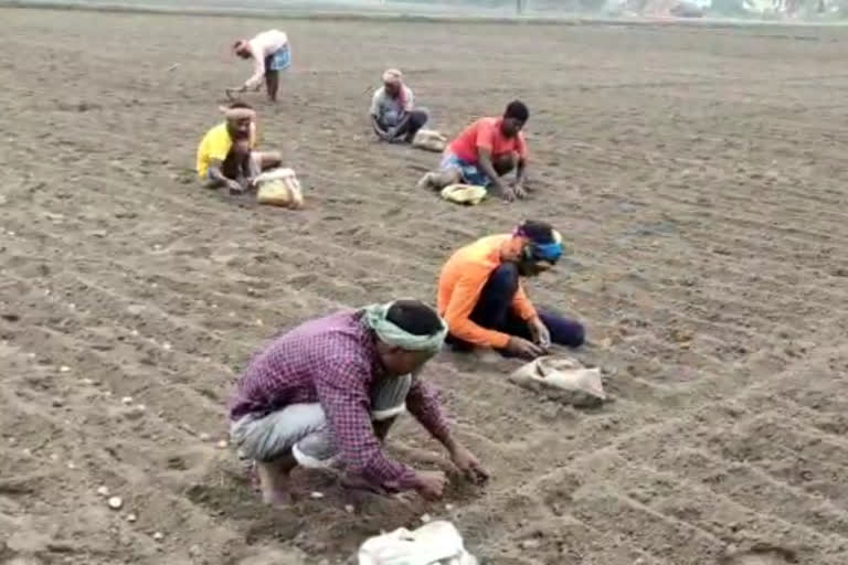 potato farmers facing problem due to bad weather condition