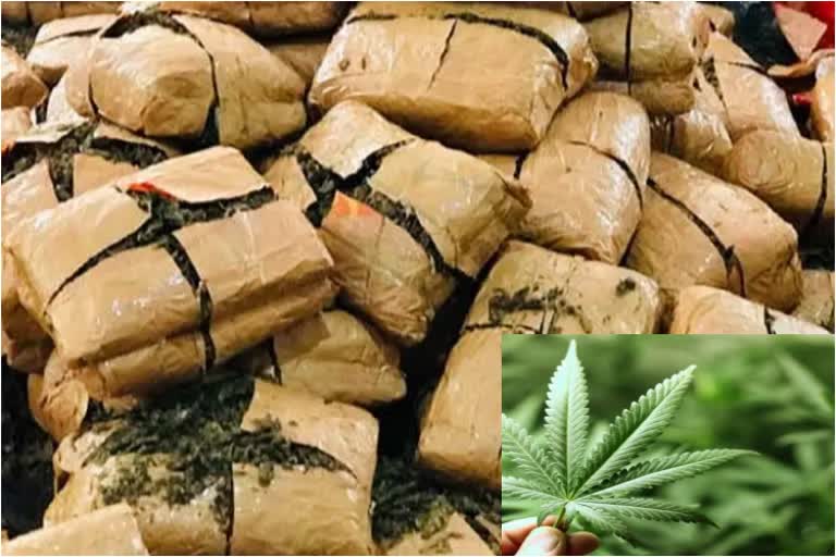 marijuana is seized in Andhra pradesh