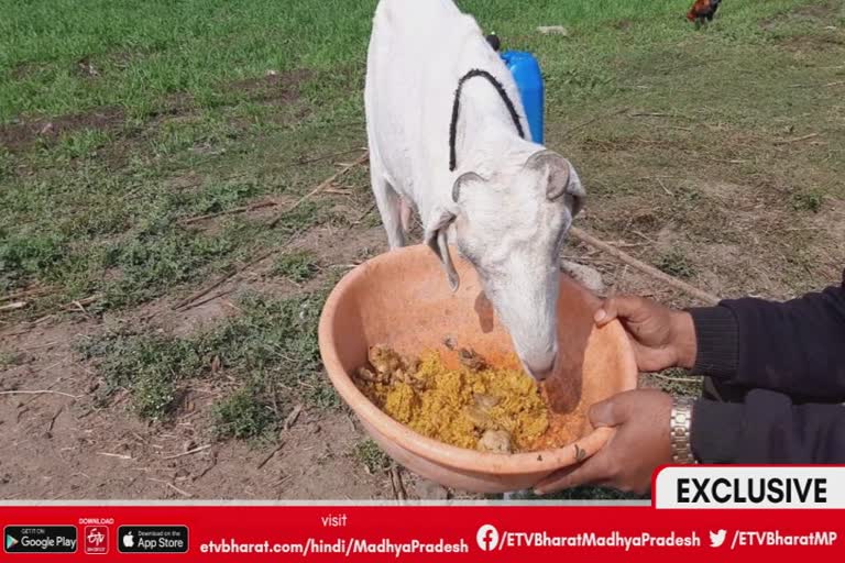 non vegetarian goat in dewas