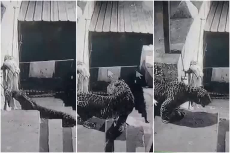 leopard spotted a private college in palakkad  leopard cctv visual  പാലക്കാട്ടെ സ്വകാര്യ കോളജില്‍ പുലിയിറങ്ങി  സ്വകാര്യ കോളജിലെത്തിയ പുലിയുടെ സി.സി.ടി.വി ദൃശ്യം