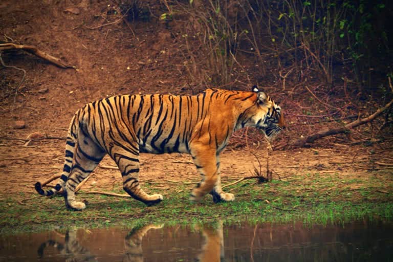 126 tiger deaths recorded in India in 2021