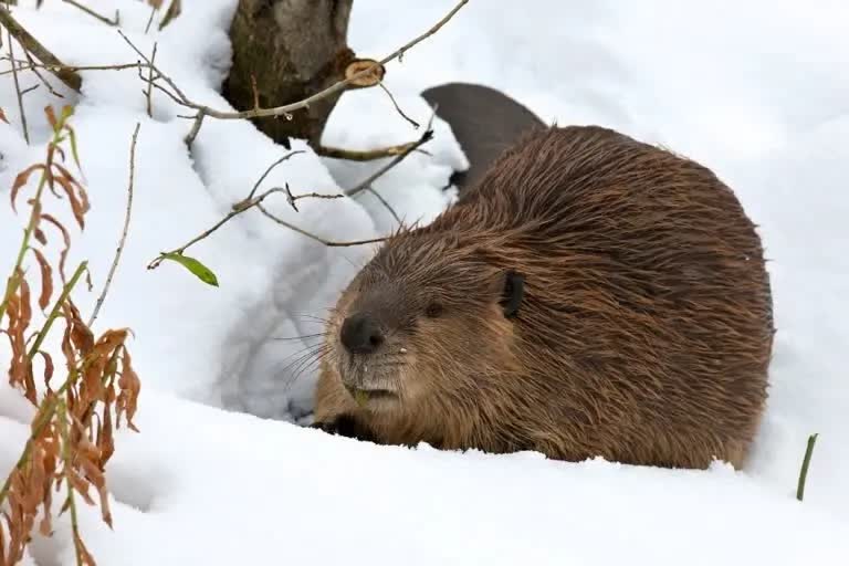 cute beavers video  oregon zoo portland  beavers in oregon zoo playing in snow  മഞ്ഞിൽ കളിച്ച് ഒറിഗോണിലെ ബീവറുകൾ  പോർട്ട്ലാൻഡ് ഒറിഗോൺ മൃഗശാല  ബീവർ വീഡിയോ