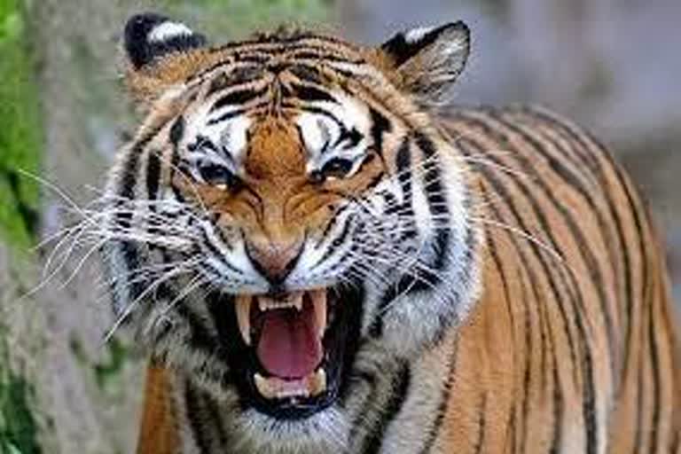 Tiger menace in Barchala