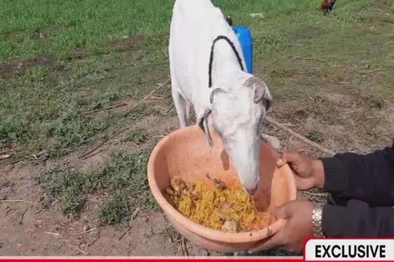 goat eating non veg in dewas