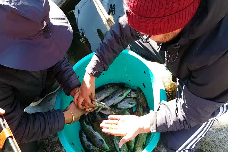 kapil-rawat-of-barsu-village-of-uttarkashi-was-given-eyed-egg-to-increase-the-production-of-trout-fish