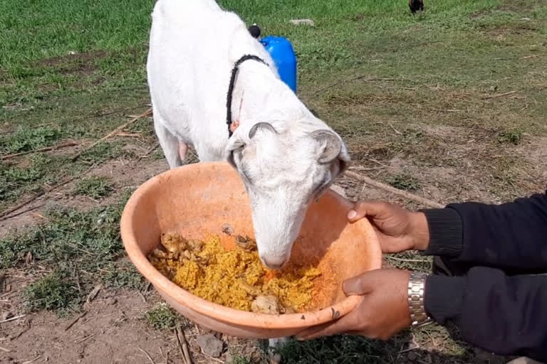 Goat eat Chicken biryani in madhya pradesh  non vegetarian goat in madhya pradesh  മധ്യപ്രദേശിലെ ചിക്കൻ ബിരിയാണി കഴിക്കുന്ന ആട്  മധ്യപ്രദേശിലെ മാംസാഹാരിയായ ആട്