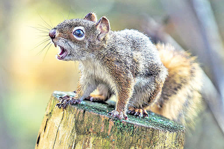 Squirrel on rampage attacks 18 people, Squirrel on rampage attacks people in North Wales, Squirrel attack in North Wales, Squirrel bite people, ಅಳಿಲು 18 ಜನರ ಮೇಲೆ ದಾಳಿ, ಉತ್ತರ ವೇಲ್ಸ್‌ನಲ್ಲಿ ಜನರ ಮೇಲೆ ಅಳಿಲು ದಾಳಿ, ನಾರ್ಥ್​ ವೇಲ್ಸ್‌ನಲ್ಲಿ ಅಳಿಲು ದಾಳಿ, ಜನರನ್ನು ಕಚ್ಚಿದ ಅಳಿಲು,