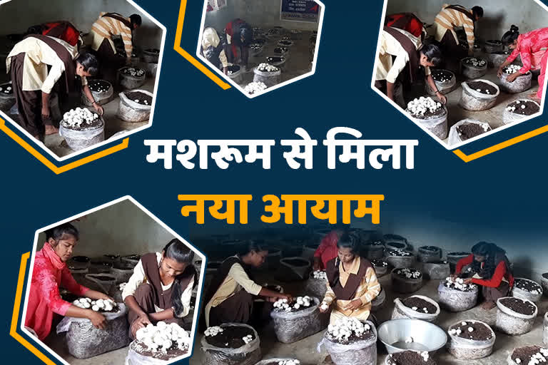 mushroom cultivation in hazaribag girl students earning money for studies