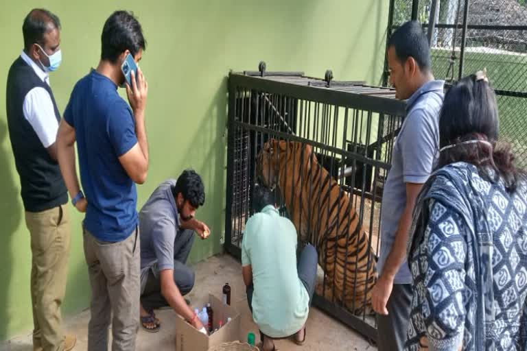 T-23 tiger health recovering which found in Madhumalai of tamilnadu