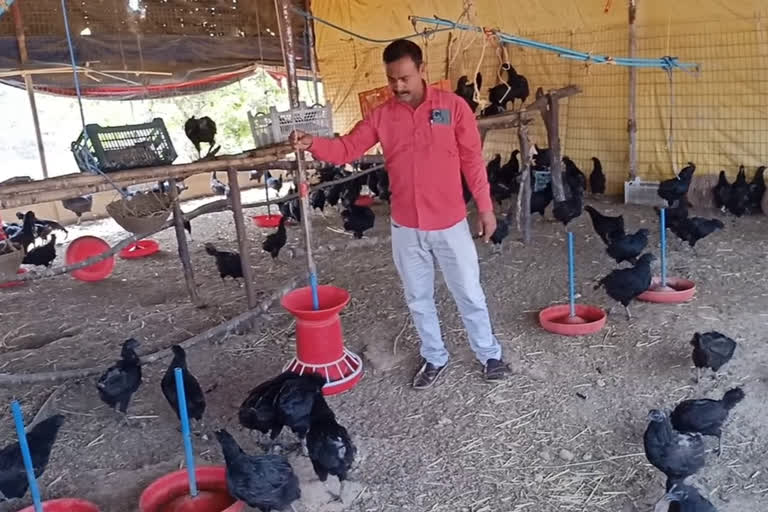kadaknath hens poultry