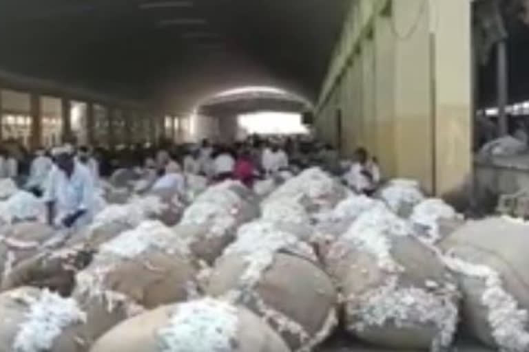 Cotton price at a record level in kurnool