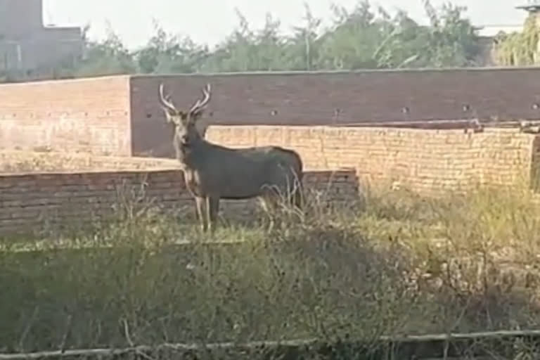 reindeer in gaziabad