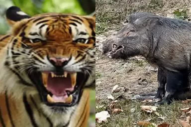 शिवहर में बाघ और जंगली सूअर के हमले में 3 लोग घायल