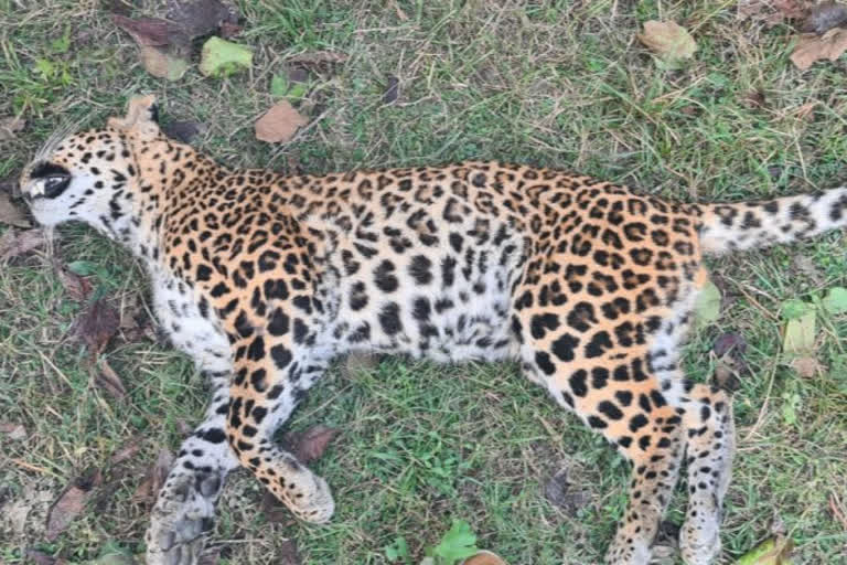 leopard dead in  Bagha