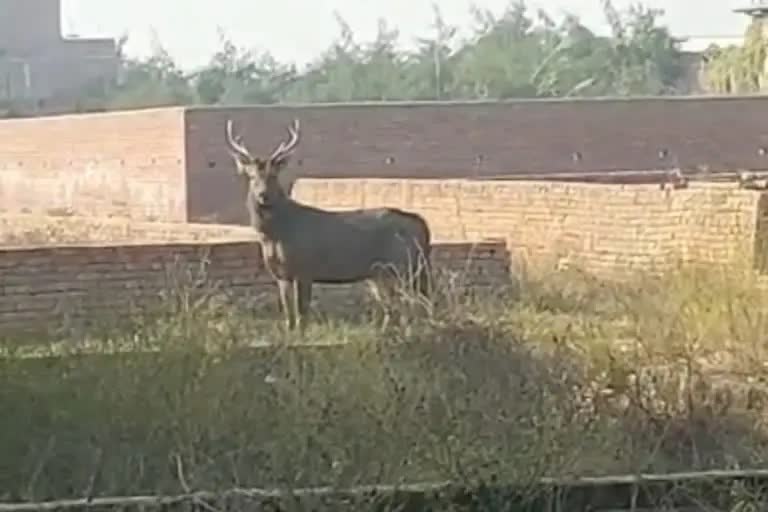 गाजियाबाद में बारहसिंघा