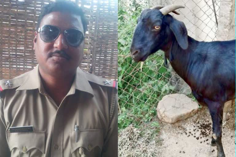 Odisha cop steals goats to throw New Year feast