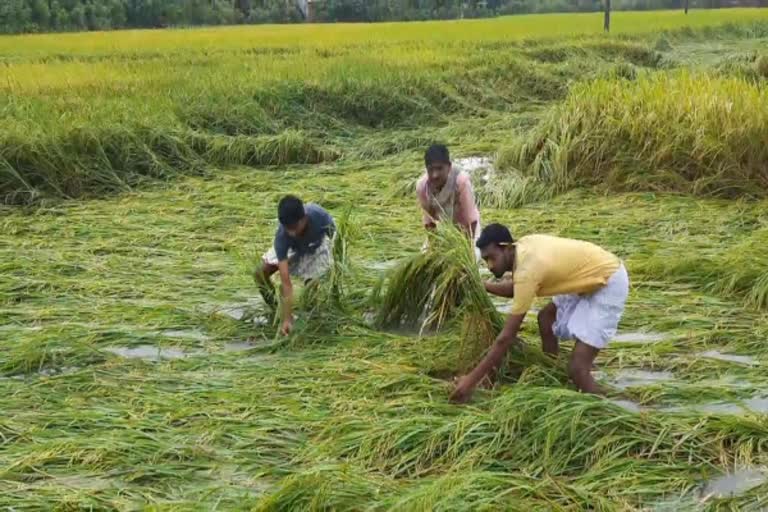 நெற்பயிர்கள் சேதமடைந்தது தொடர்பான காணொலி