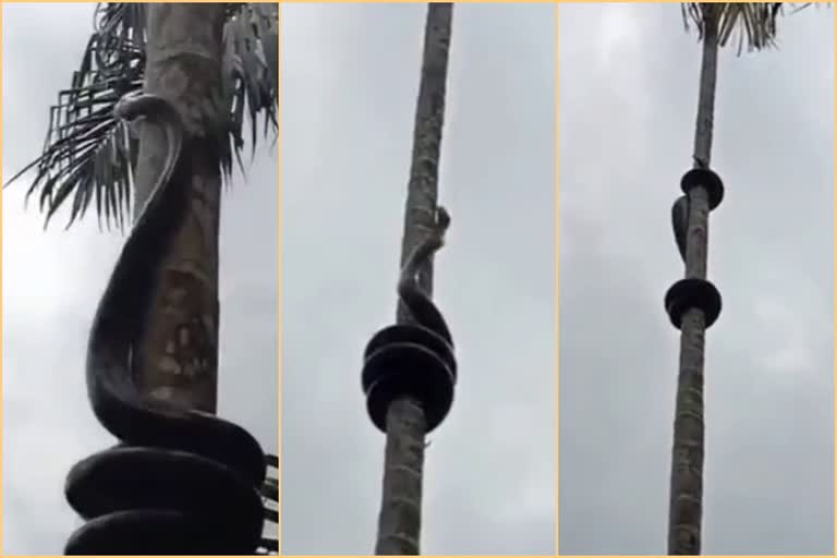 snake climbing areca tree: video viral