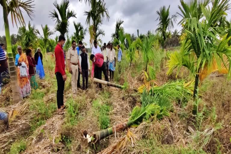 Arecanut tree destroyed in Hassan