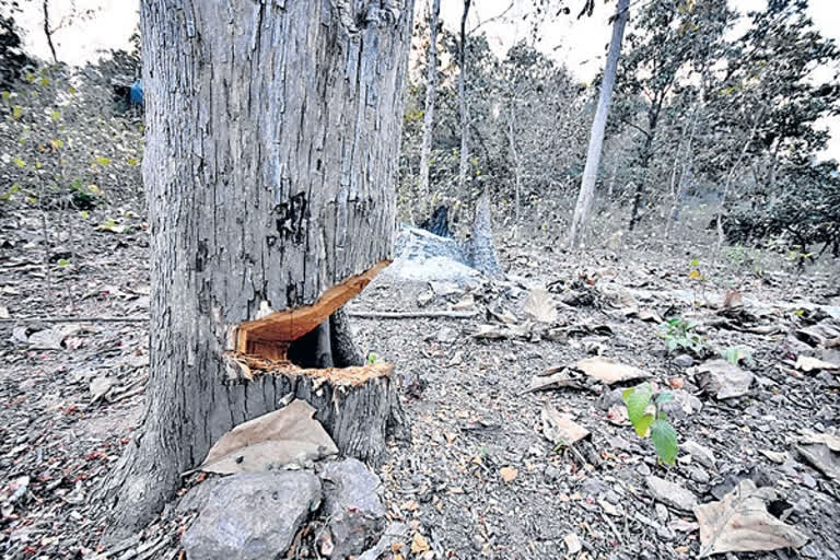 Smugglers are cutting down trees , forest problems