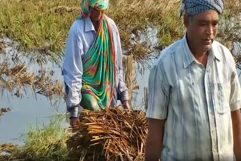 ଅଦିନିଆ ବର୍ଷା ସାଙ୍ଗକୁ କୁଆପଥର ମାଡ, ସହାୟତା ପାଇଁ ଚାଷୀଙ୍କ ଗୁହାରି