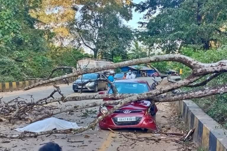 Man dies after tree falls on car at gundya