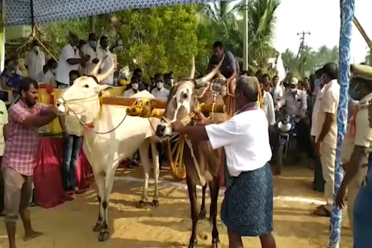 Bulls Race in Gopavaram