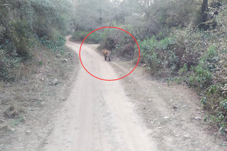 st 21 seen roaming in Sariska Tiger Reserve  etv bharat rajasthan news  rajasthan news update  Sariska Tiger Reserve  ಹುಲಿ ಸಂರಕ್ಷಿತ ಪ್ರದೇಶ  ರಸ್ತೆ ಮೇಲೆ ನಡೆದ ಹುಲಿ  ರಾಜಸ್ಥಾನ ಹುಲಿ ಸಂರಕ್ಷಿತ ಪ್ರದೇಶ ಸುದ್ದಿ  ಸರಿಸ್ಕಾ ಹುಲಿ ಸಂರಕ್ಷಿತ ಪ್ರದೇಶ