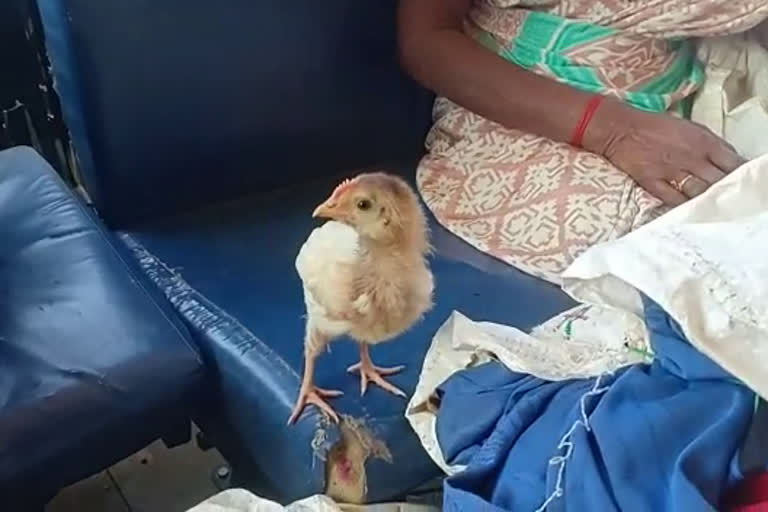 Here's why this family paid Rs. 52 for a chick in Karnataka bus