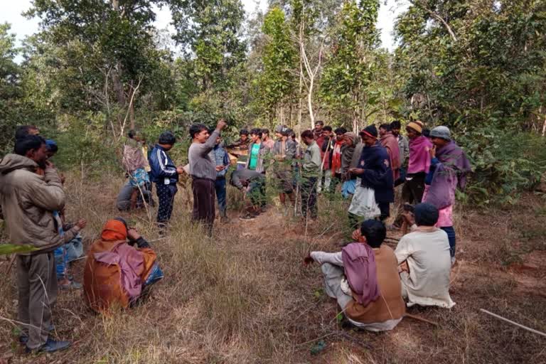 Leopard hunting cattle in Ramanujganj forest range