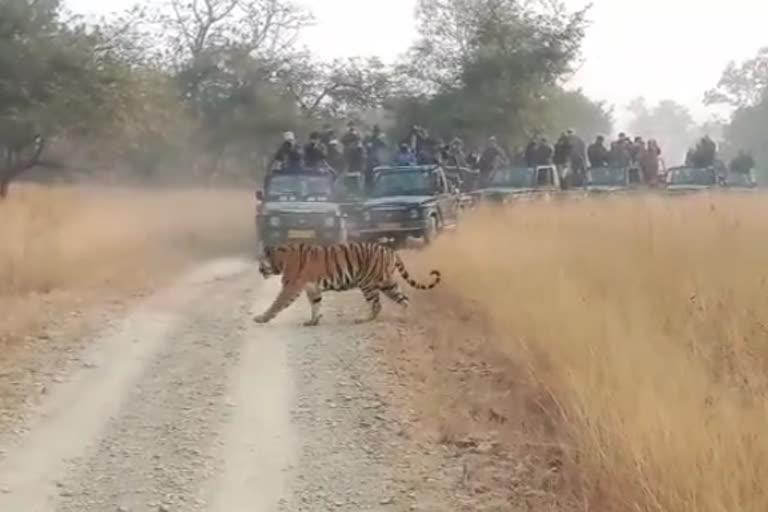 Tourists reached Panna Tiger Reserve to see the tiger