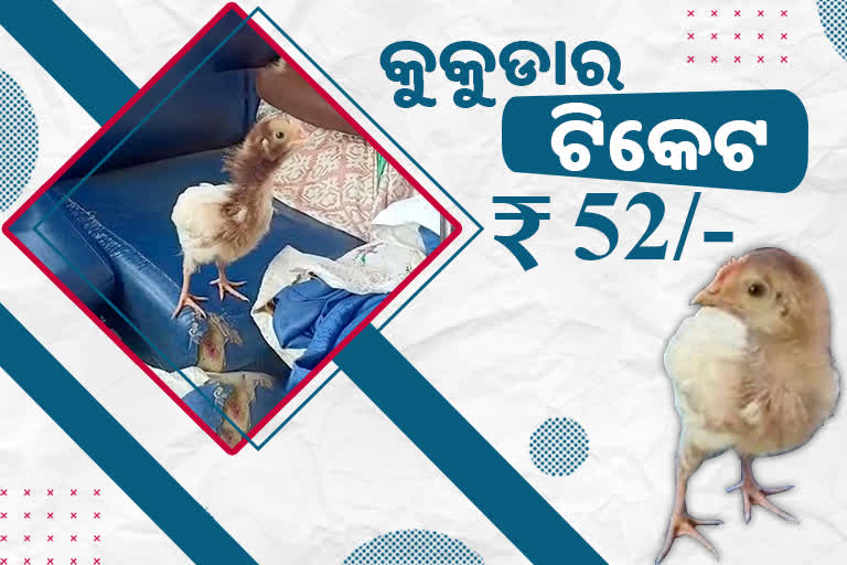 ବସରେ ଯାତ୍ରା କଲା କୁକୁଡା ଛୁଆ, 52 ଟଙ୍କା ଗଣିଲେ ମାଲିକ