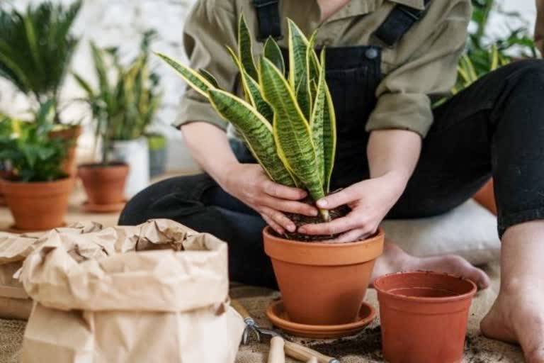 pot for plants