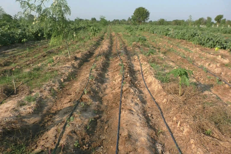 Samarth Farm in Umata: મહેસાણાના ઉમતા ગામે 800 એકરમાં 122 જેટલા મીક્ષ પાકોનું પ્રાકૃતિક ઉત્પાદન કરતું સમર્થ ફાર્મ